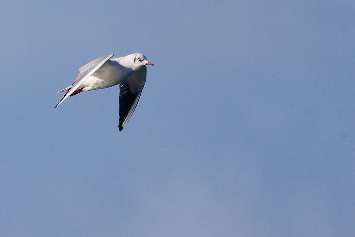 Black-headed Gull - ML646282977