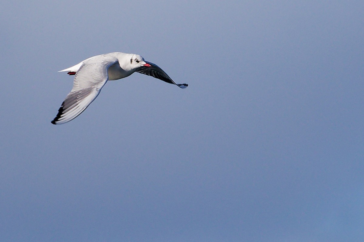 Black-headed Gull - ML646282978