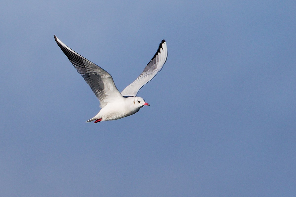 Black-headed Gull - ML646282979