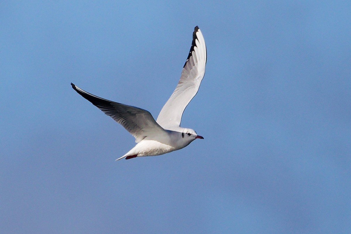 Black-headed Gull - ML646282980