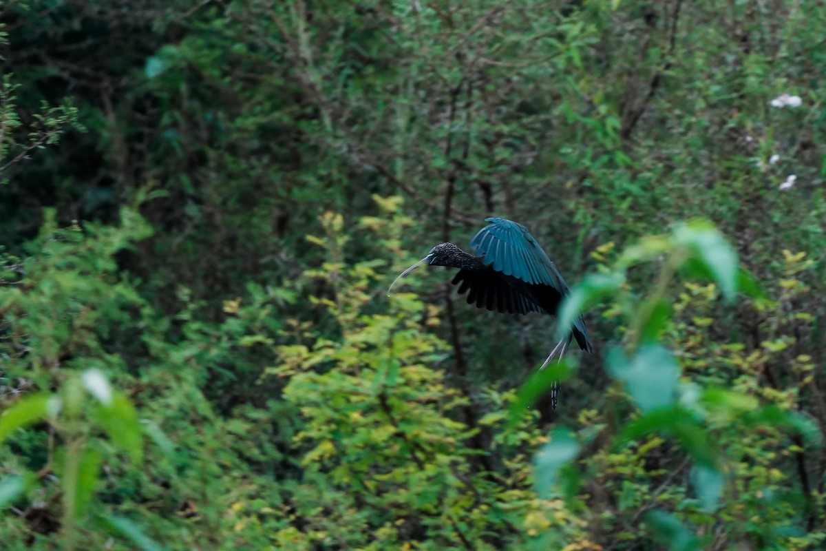 Glossy Ibis - ML646282983