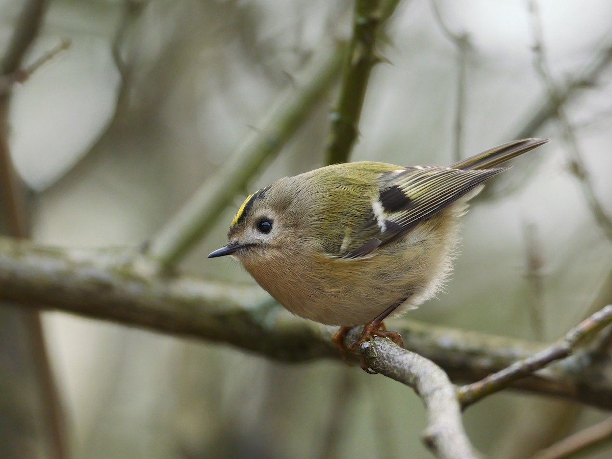 Goldcrest - ML646282985