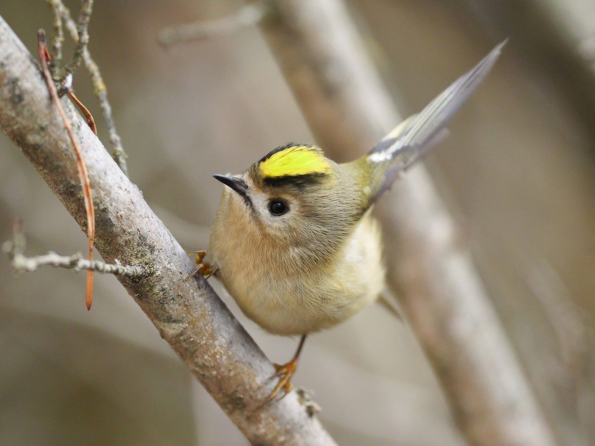 Goldcrest - ML646282986