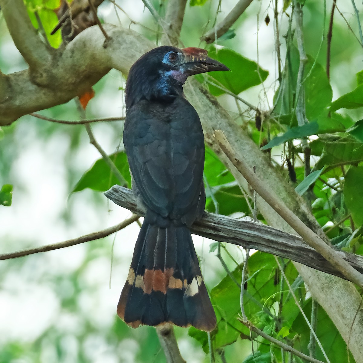 Luzon Hornbill - ML646282989