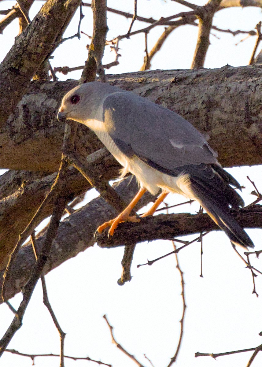 Little Sparrowhawk - ML646282990