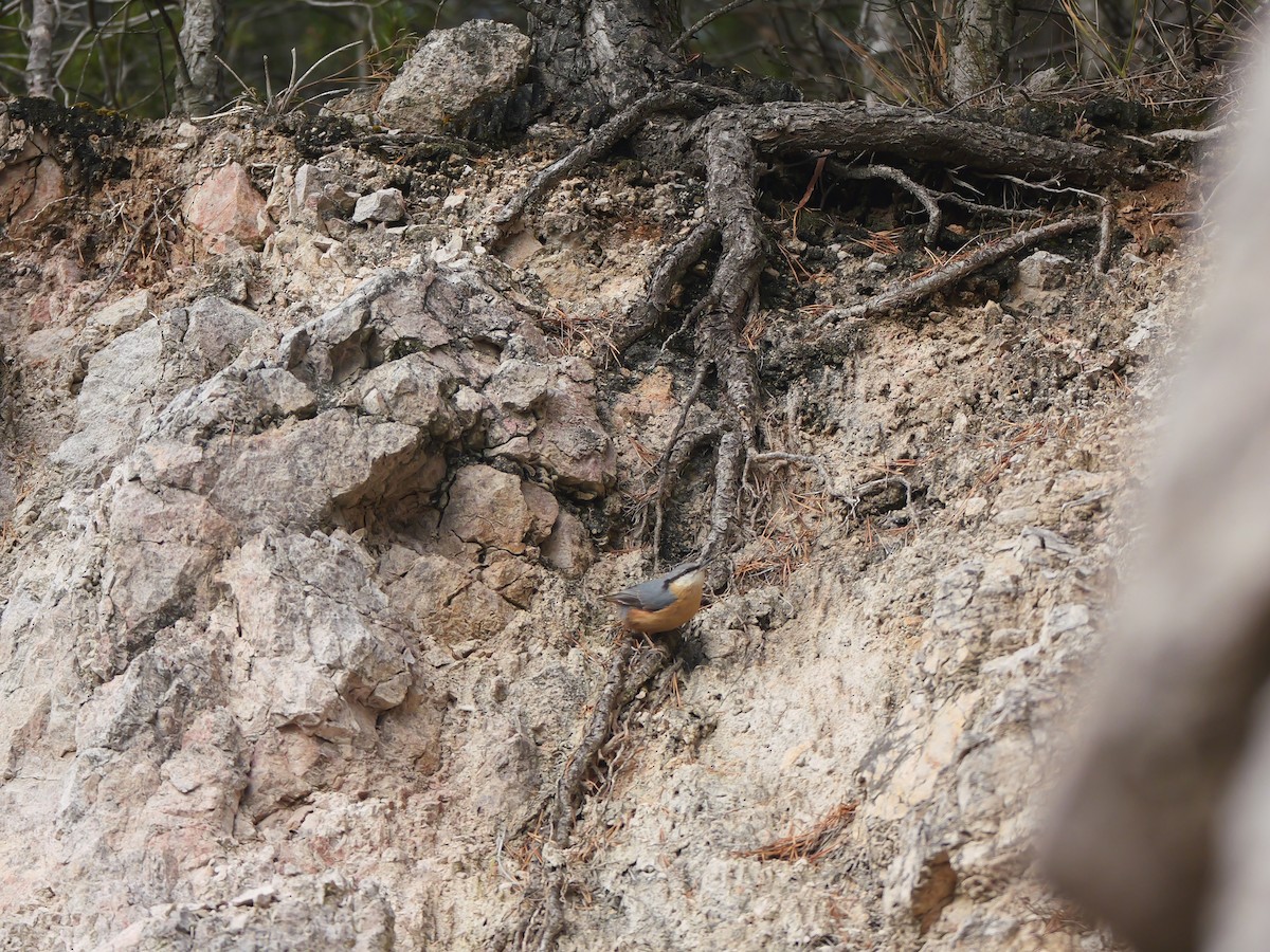 Eurasian Nuthatch - ML646282991