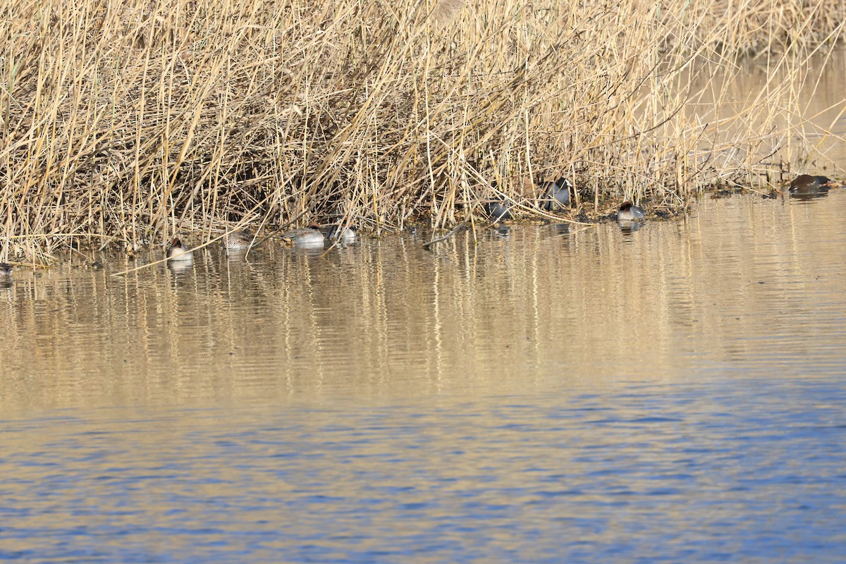 Green-winged Teal - ML646282992