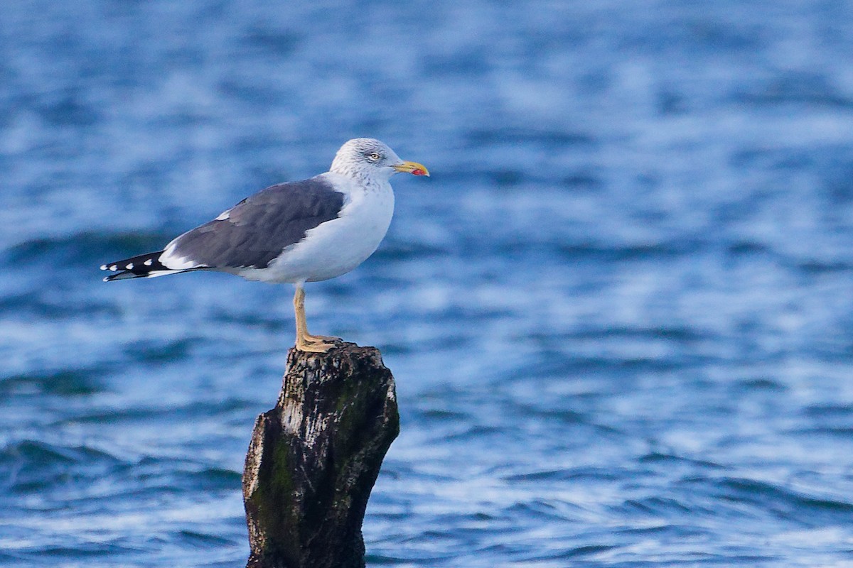 Lesser Black-backed Gull - ML646282993