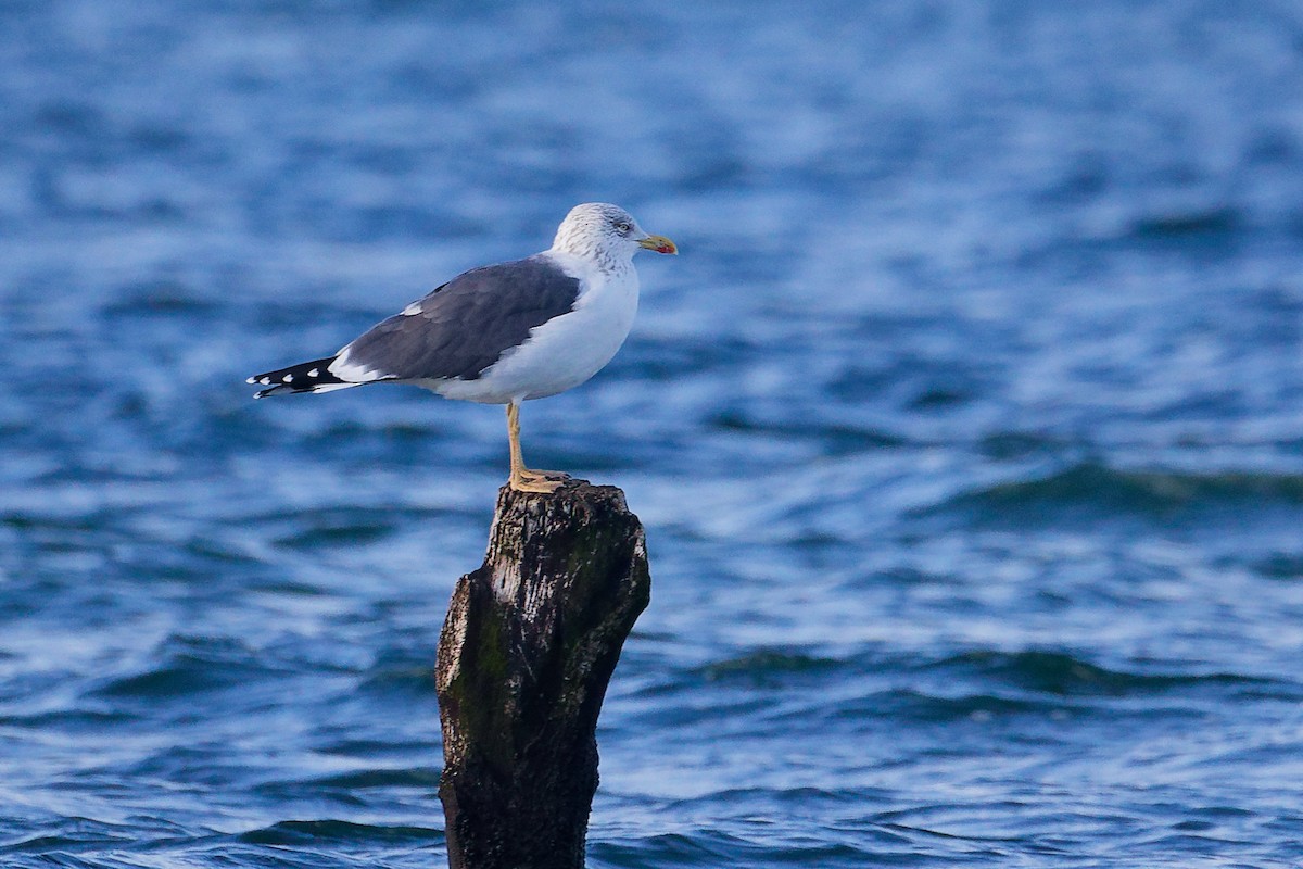 Lesser Black-backed Gull - ML646282994