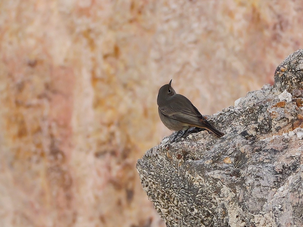 Black Redstart - ML646282995