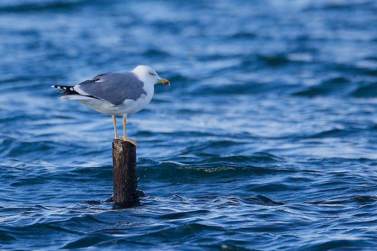 Yellow-legged Gull - ML646282996