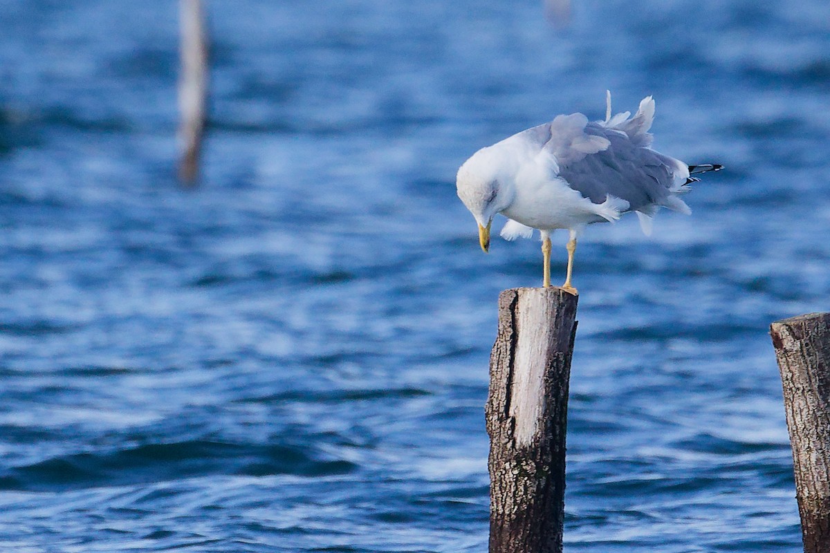 Yellow-legged Gull - ML646282997
