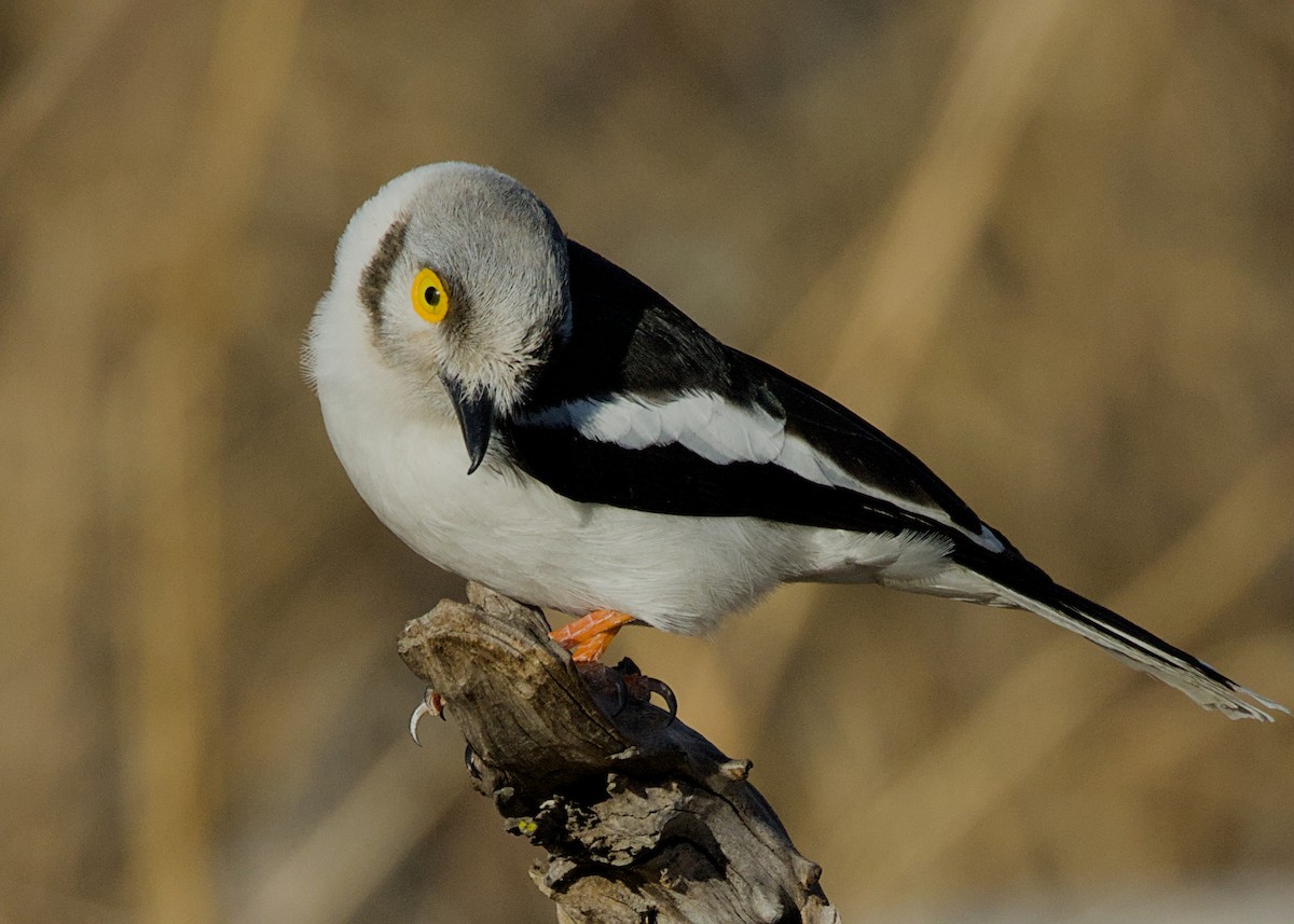 White-crested Helmetshrike (Yellow-eyed) - ML646282998