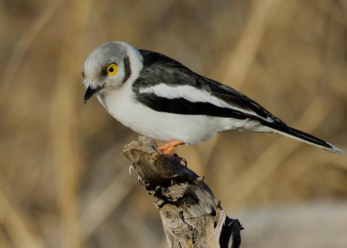 White-crested Helmetshrike (Yellow-eyed) - ML646282999