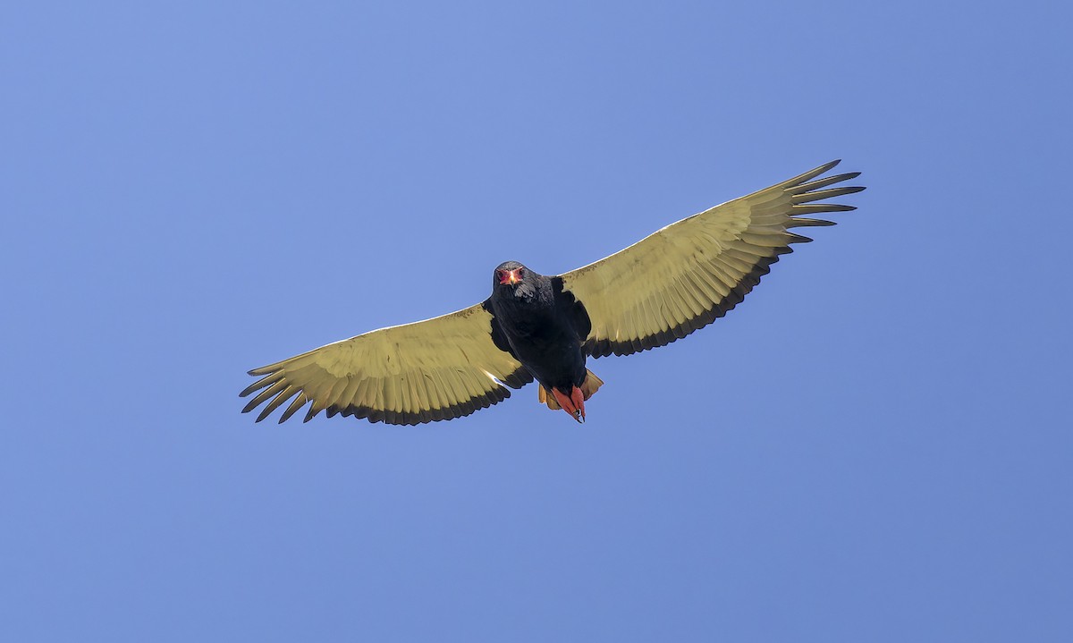 Bateleur - ML646283001