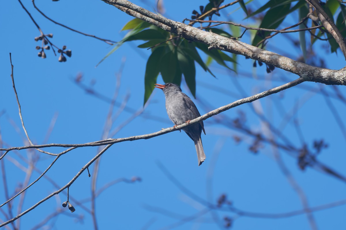 Malagasy Bulbul - ML646283009