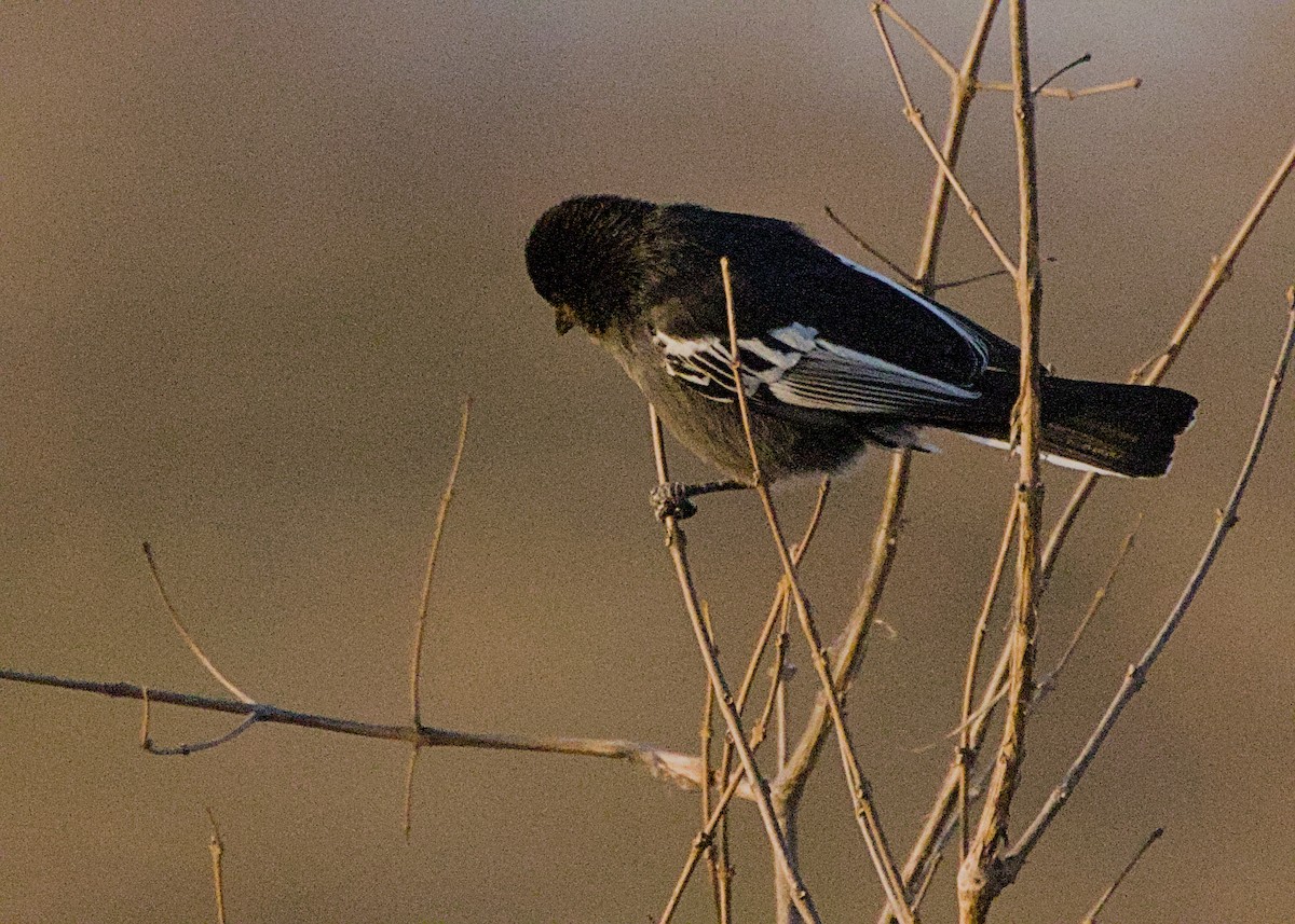 Southern Black-Tit - ML646283013