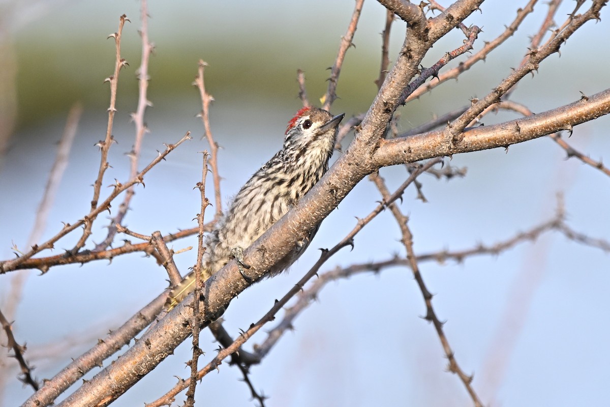 Pito Cardenal - ML646283014