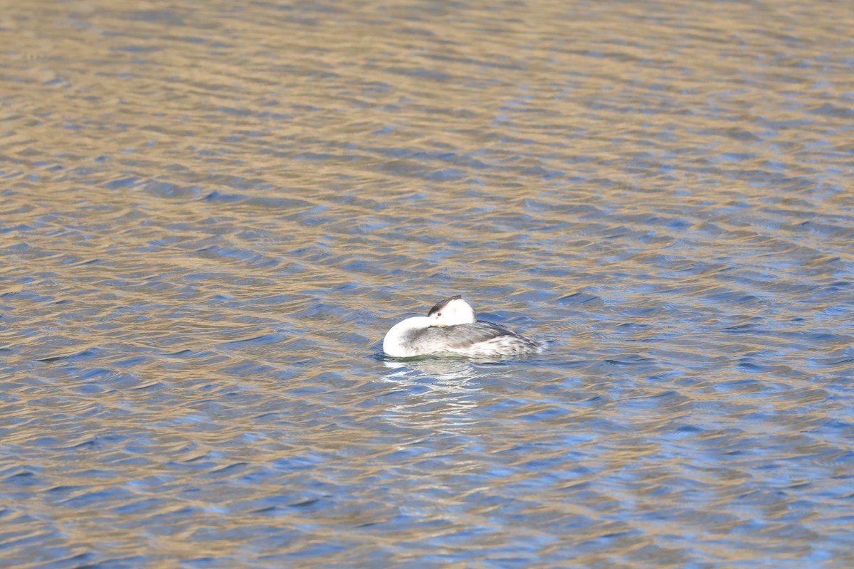 Great Crested Grebe - ML646283024