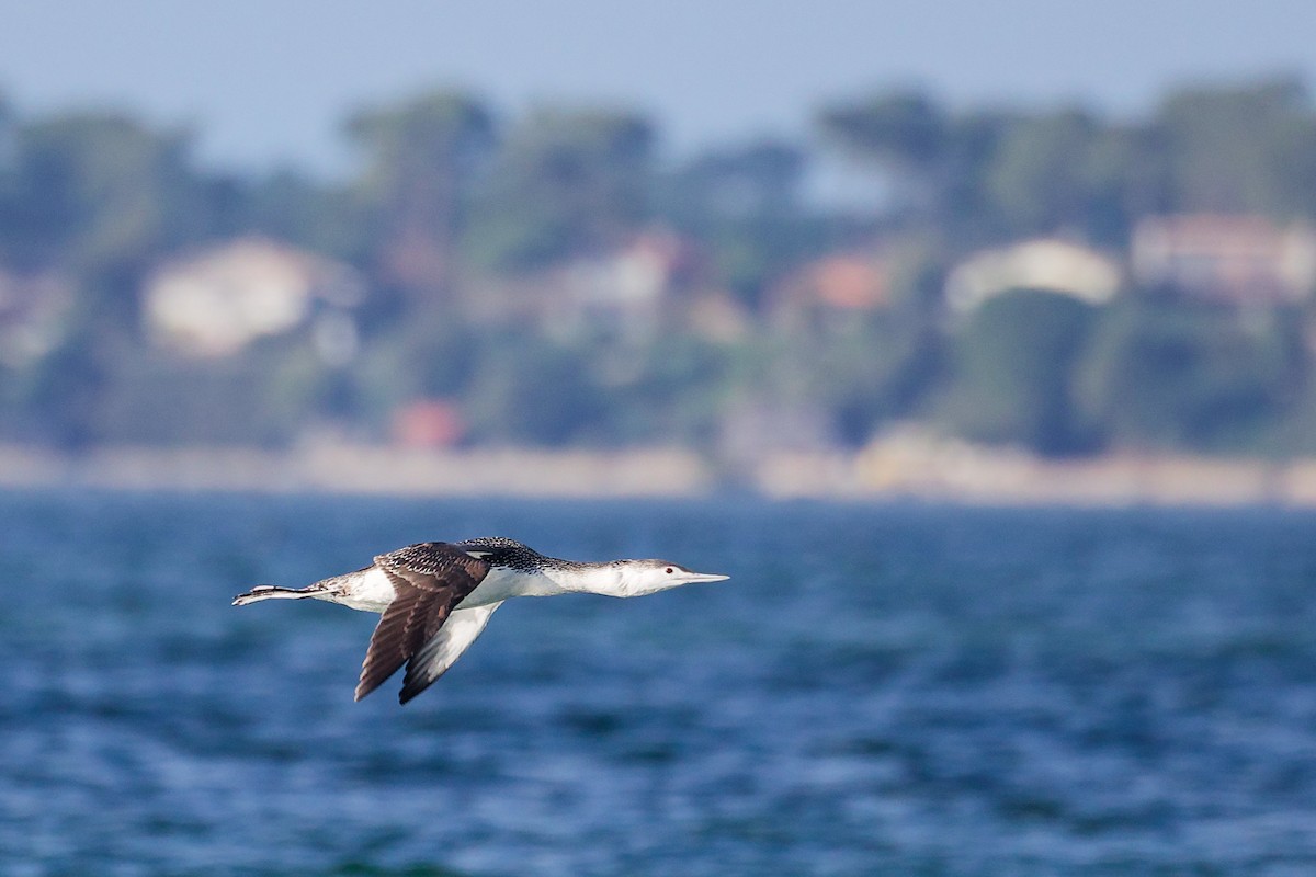 紅喉潛鳥 - ML646283037