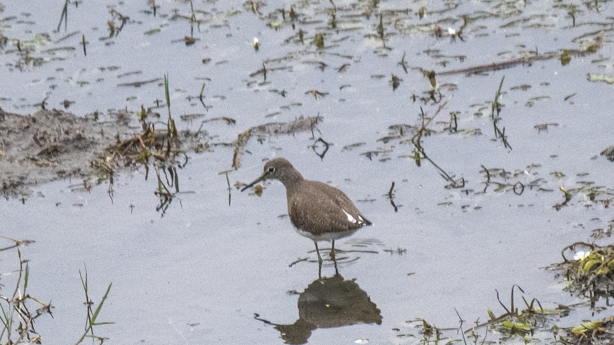 白腰草鷸 - ML646283038