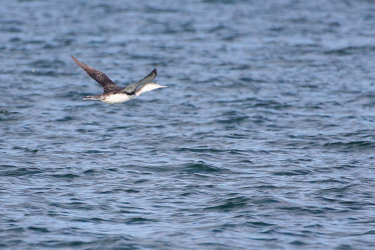 紅喉潛鳥 - ML646283040