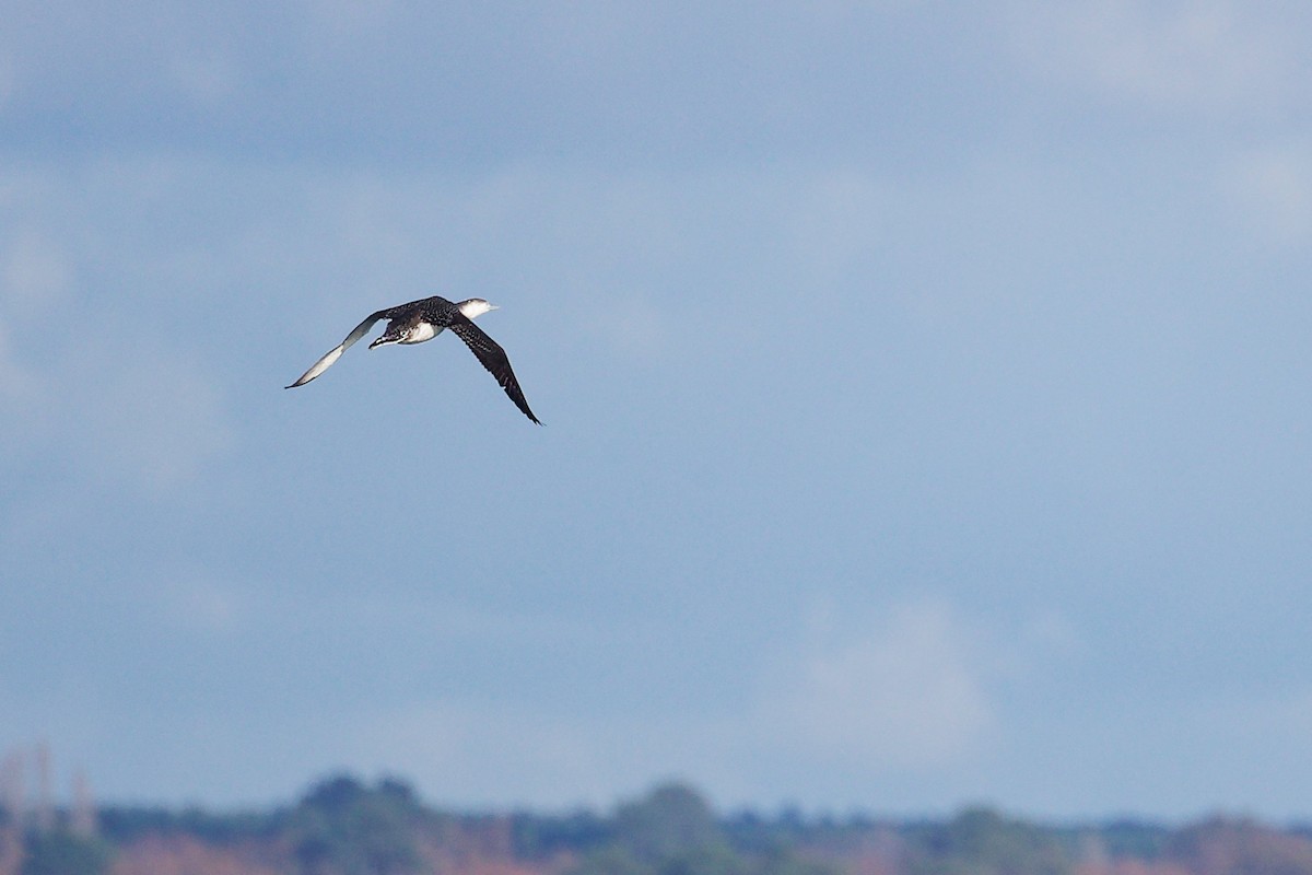 紅喉潛鳥 - ML646283041