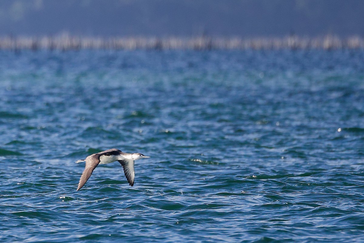 紅喉潛鳥 - ML646283045