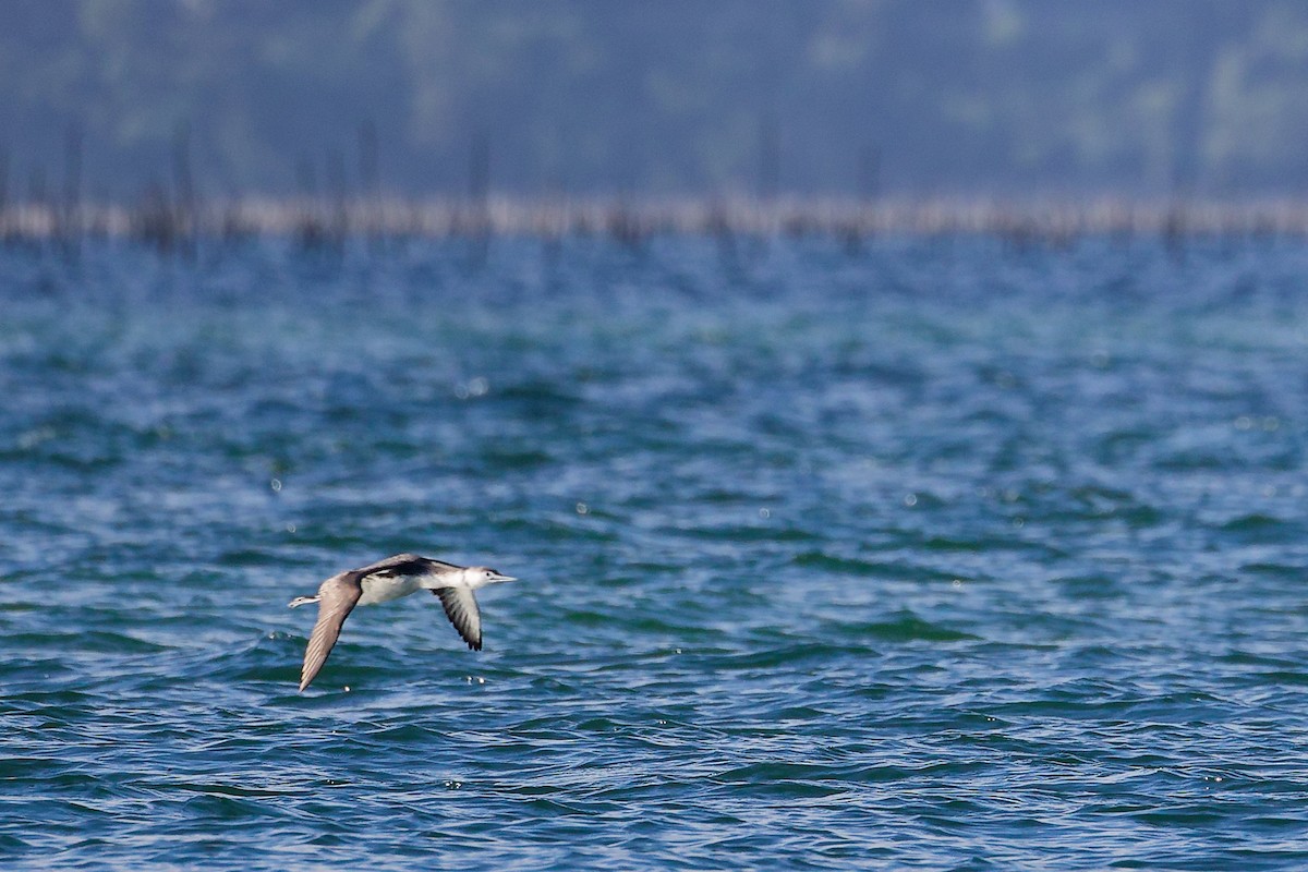 紅喉潛鳥 - ML646283046