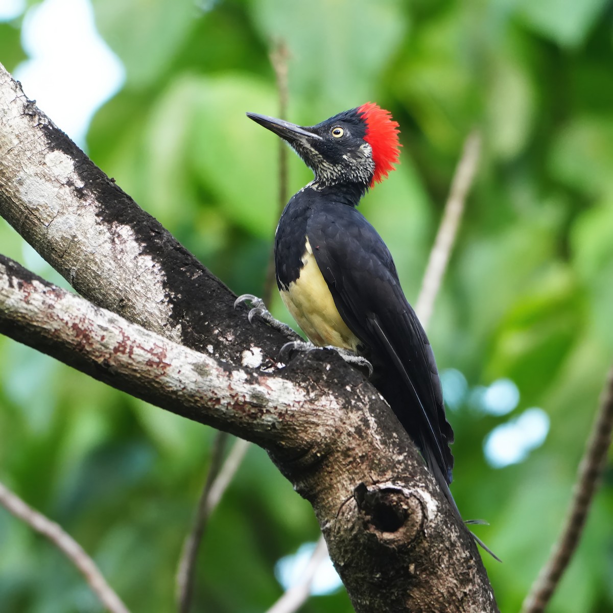White-bellied Woodpecker - ML646283047