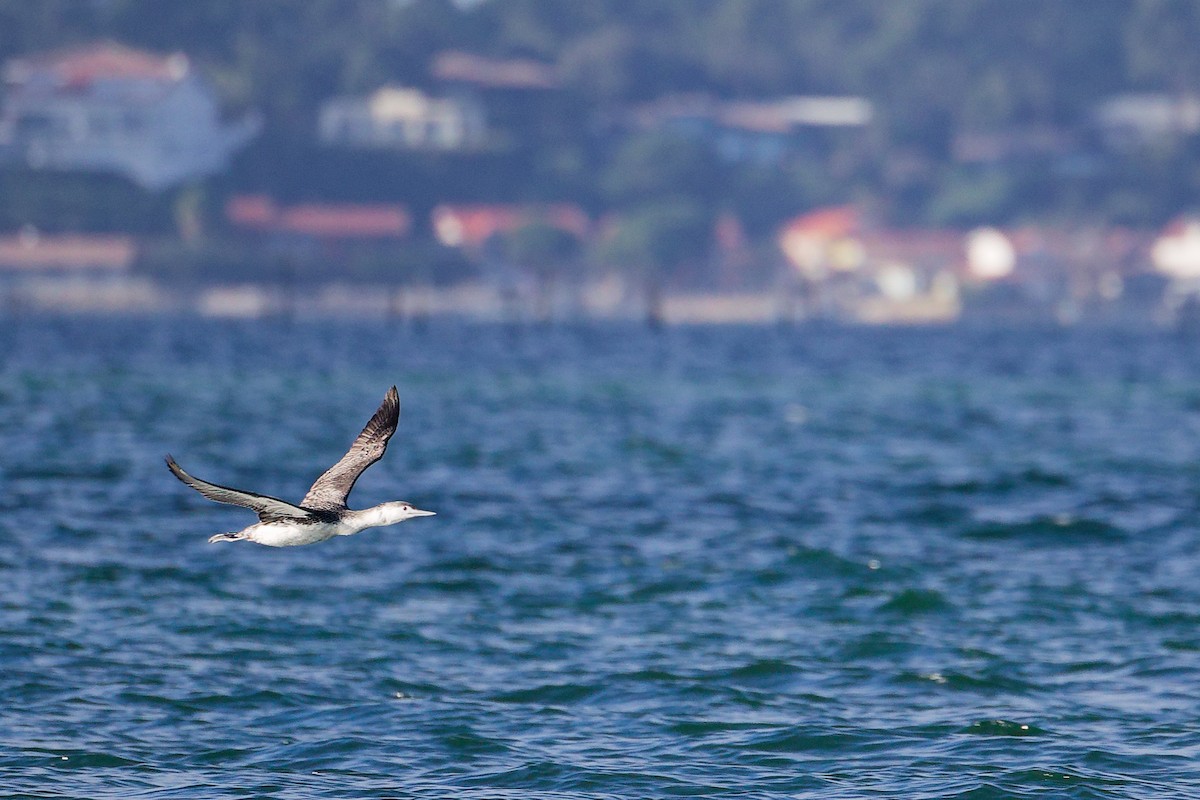 紅喉潛鳥 - ML646283048