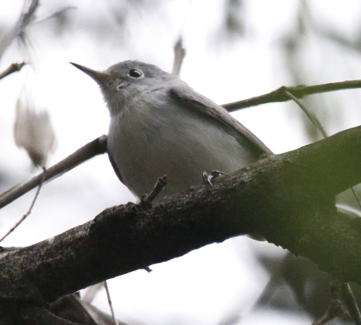 Blue-gray Gnatcatcher - ML646283049