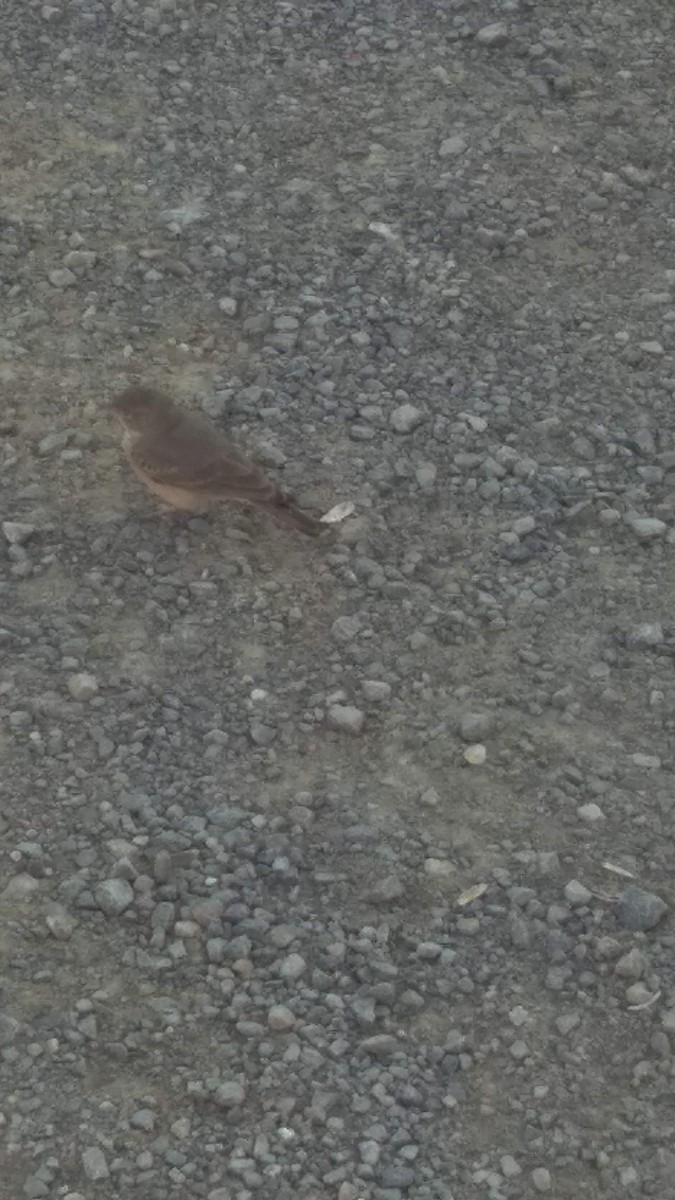 Desert Lark - ML646283052