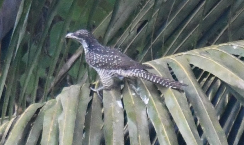 噪鵑 - ML646283053