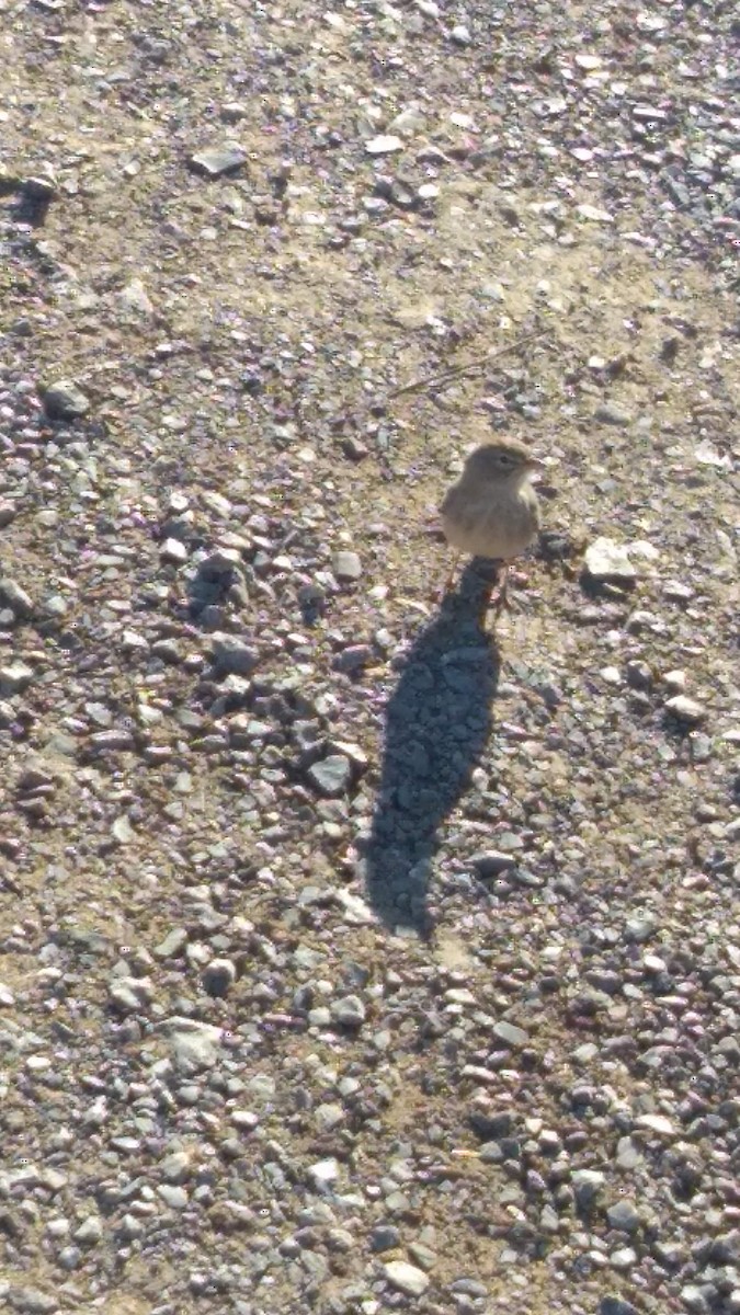 Desert Lark - ML646283054