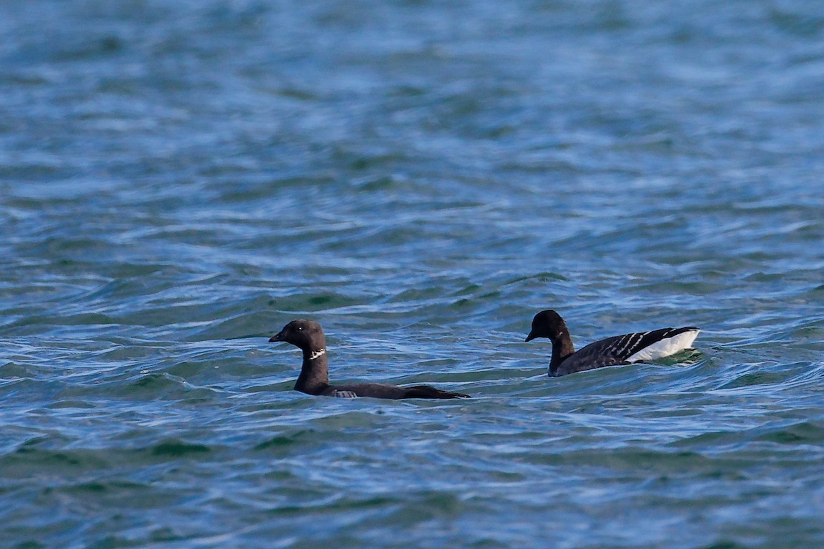 黑雁 - ML646283055