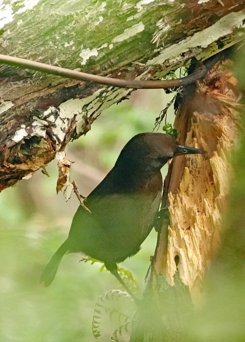 South Island Saddleback - ML646283056