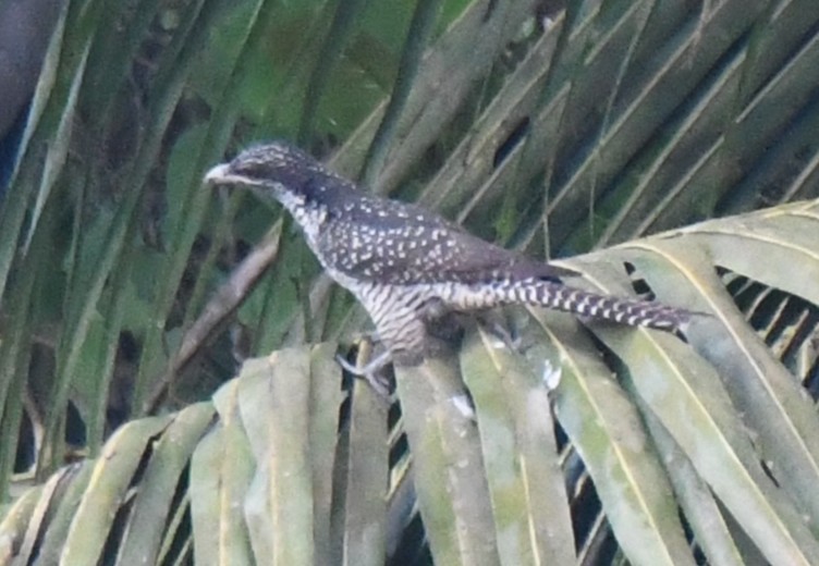 噪鵑 - ML646283057