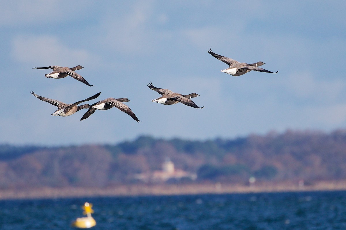 黑雁 - ML646283058