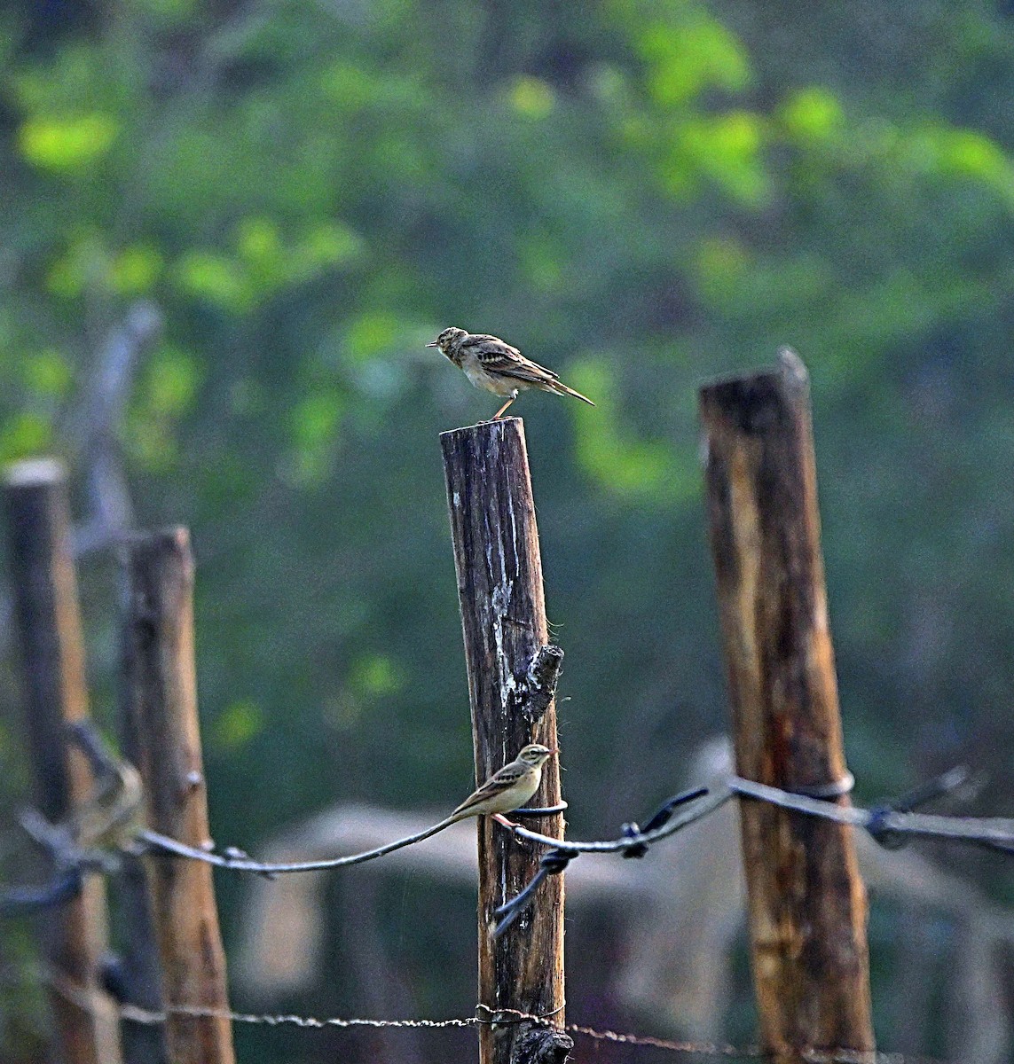 Tawny Pipit - ML646283059