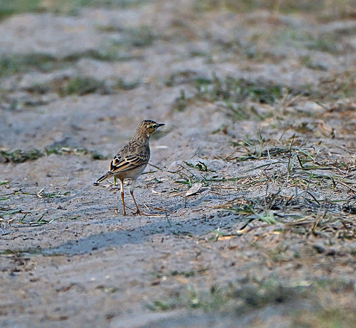 Tawny Pipit - ML646283060