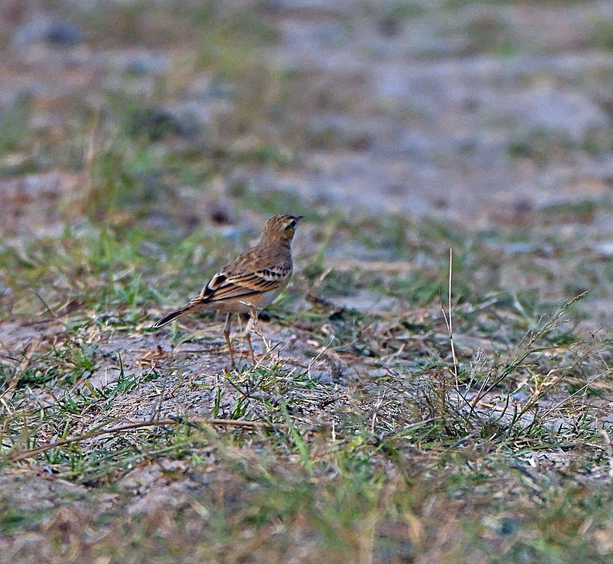 Tawny Pipit - ML646283061
