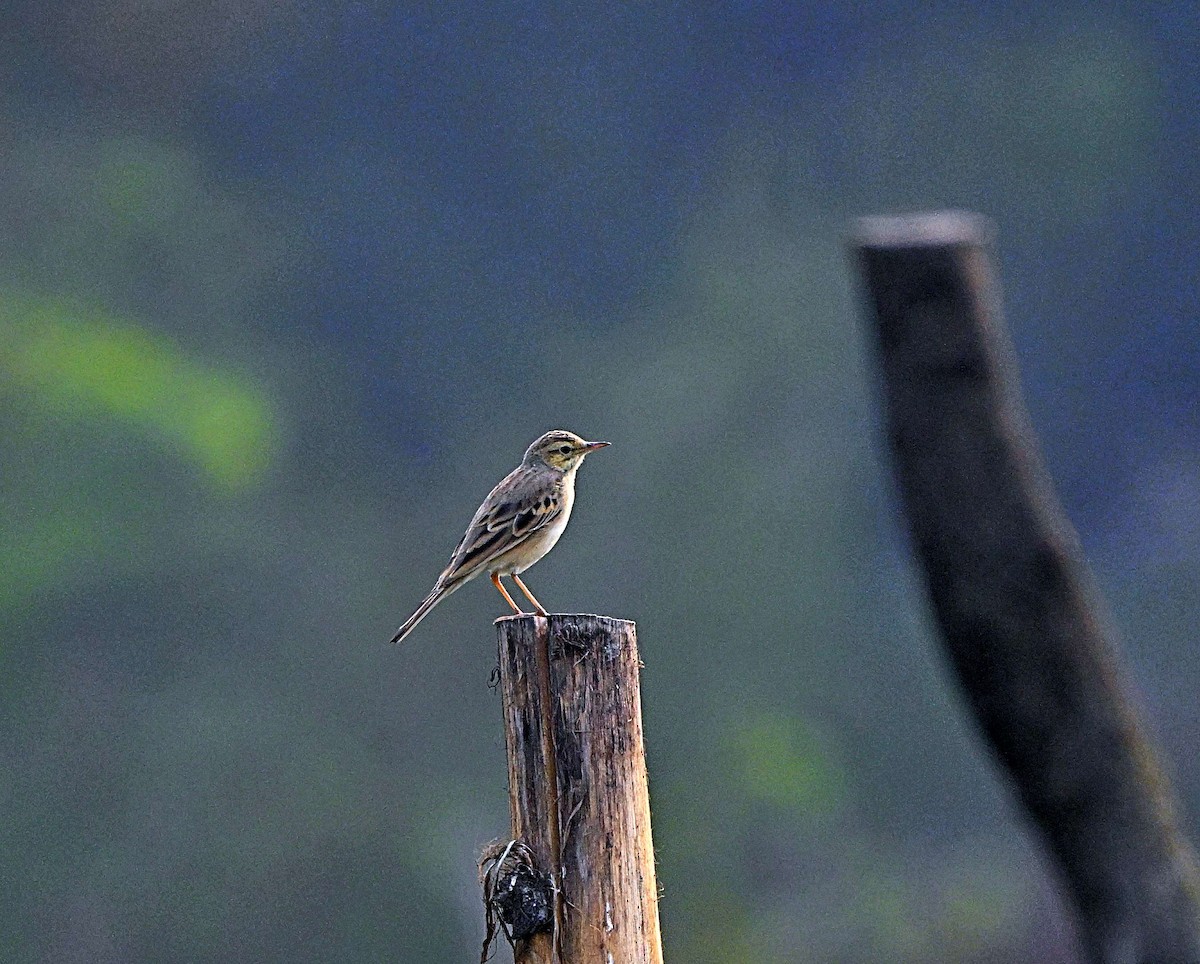 Tawny Pipit - ML646283062