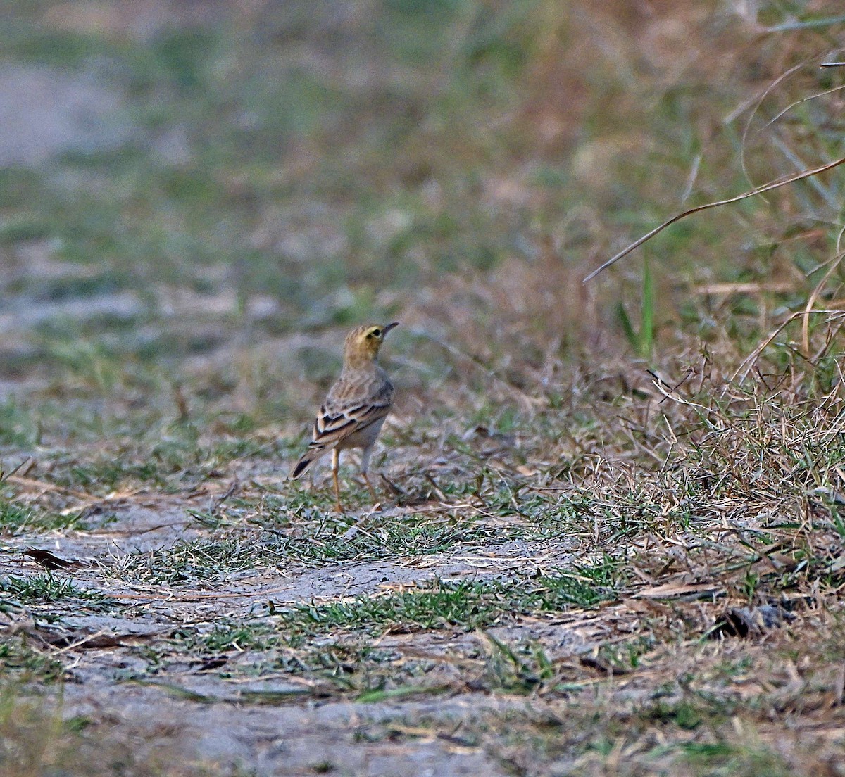 Tawny Pipit - ML646283063