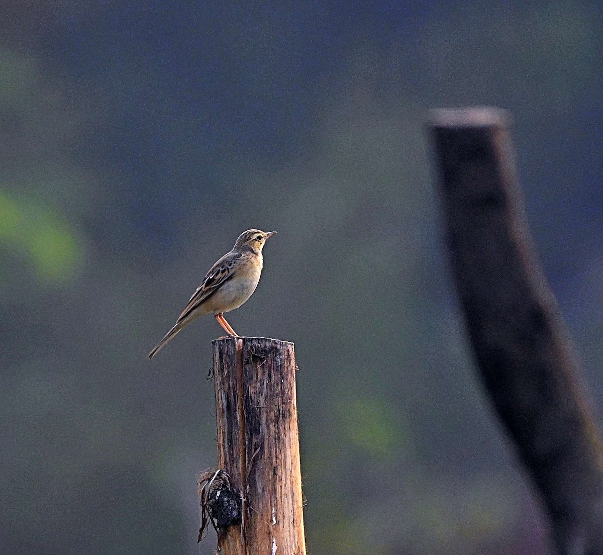Tawny Pipit - ML646283064