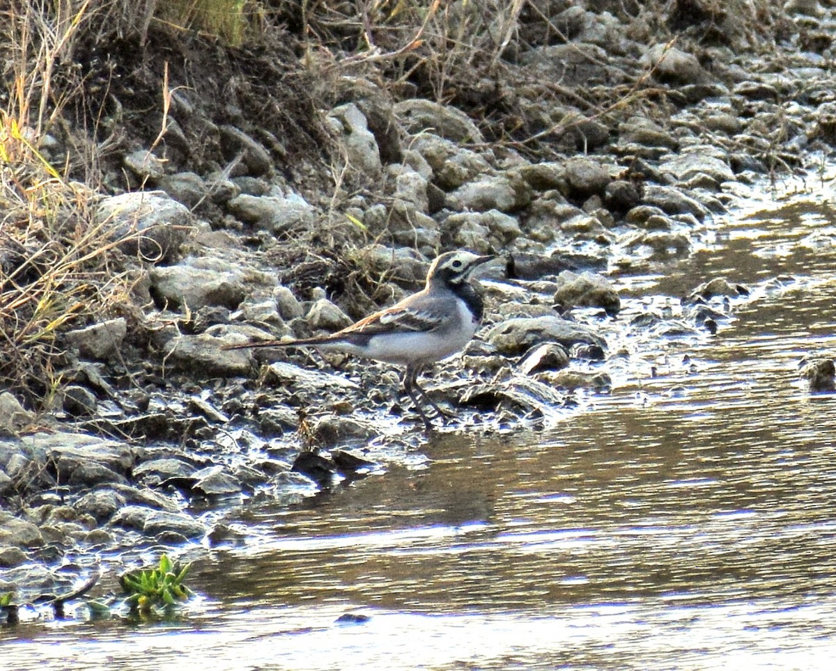 白鶺鴒 - ML646283065