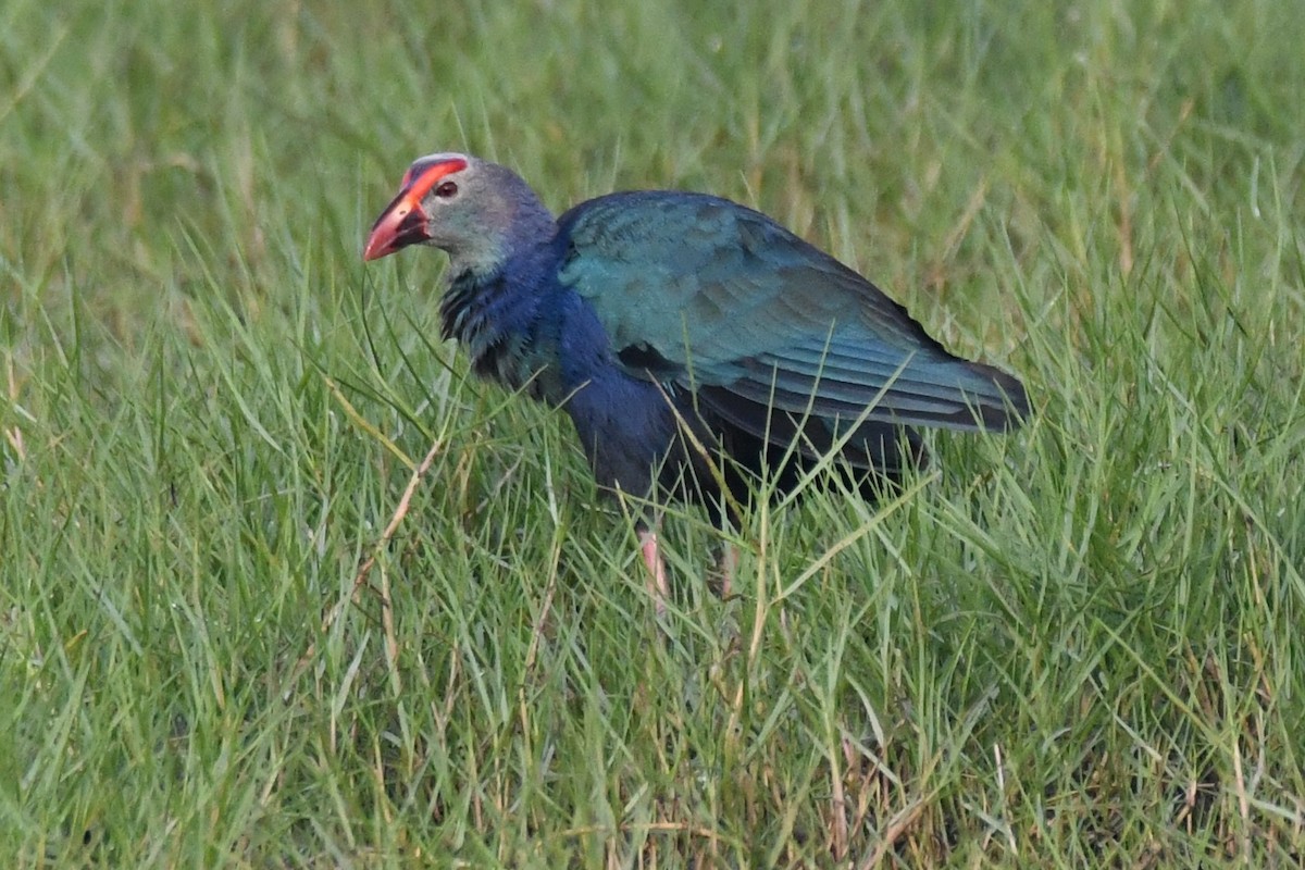 灰頭紫水雞 - ML646283072