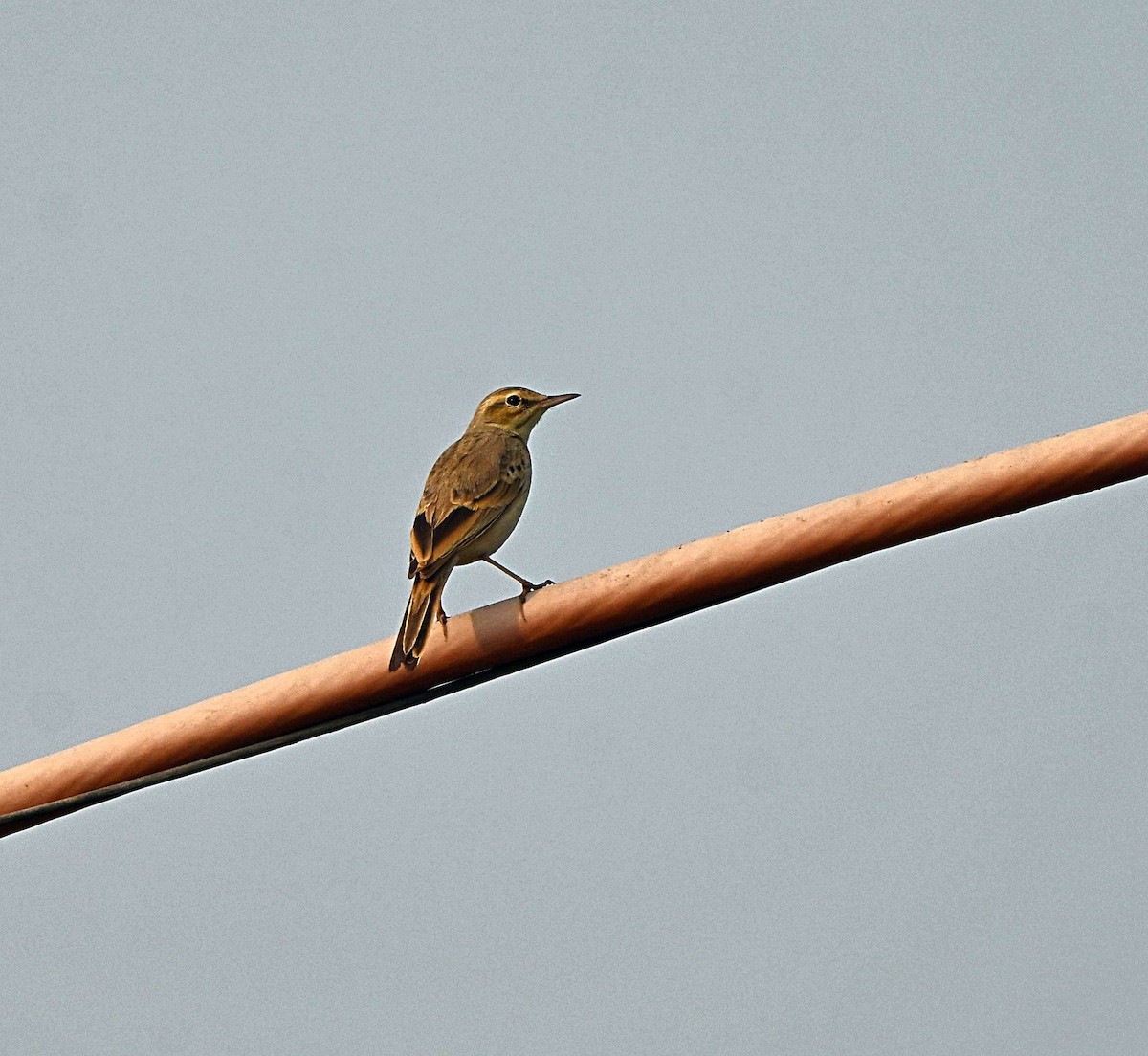 稻田鷚 - ML646283073