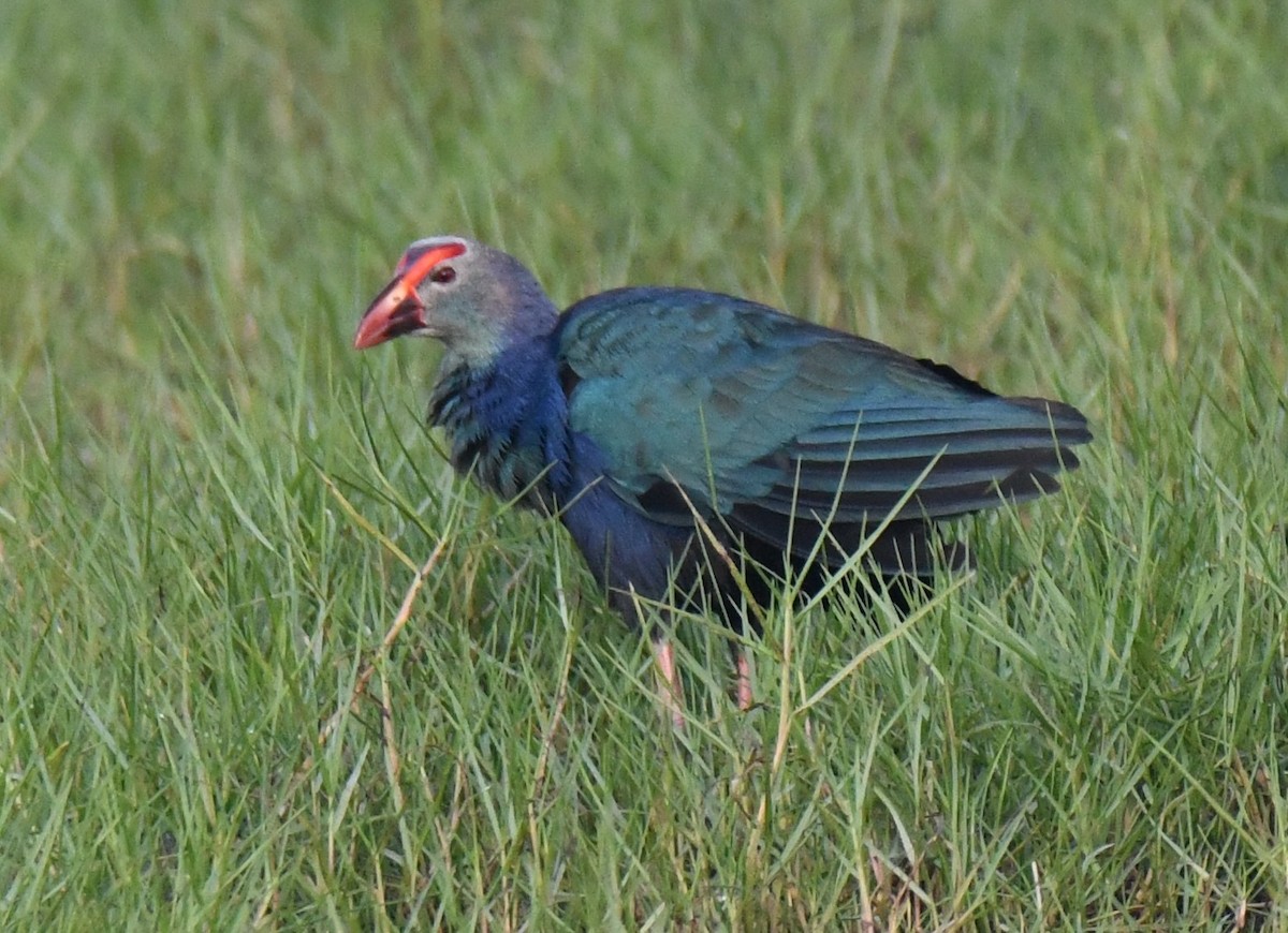 灰頭紫水雞 - ML646283074