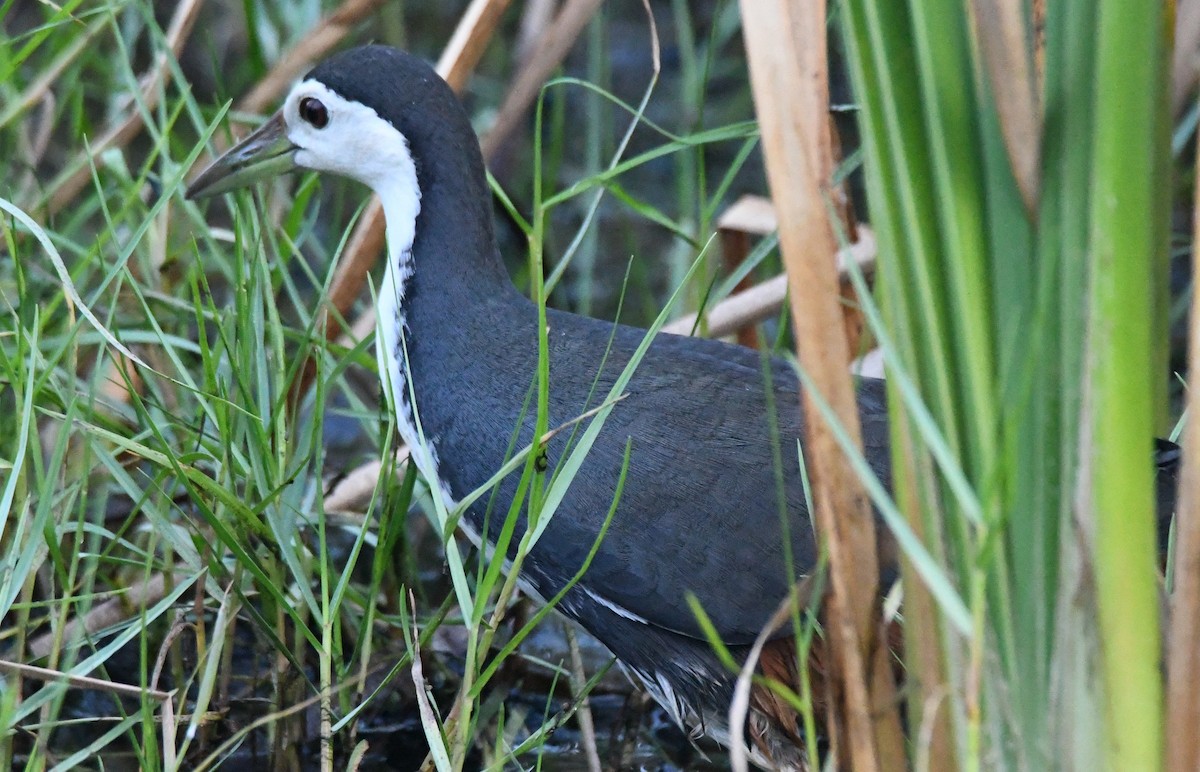 白腹秧雞 - ML646283076